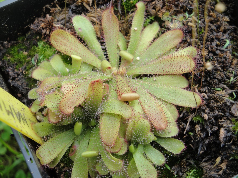 4 drosera et 1 cephalo 683086DSC00346