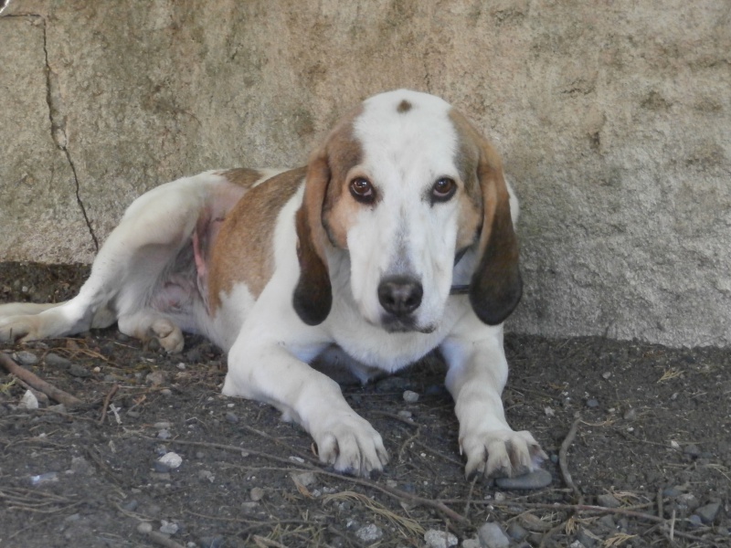 CAPUCINE - x anglo 5 ans - Sos Animaux à Le Broc (63) 683473P6242827