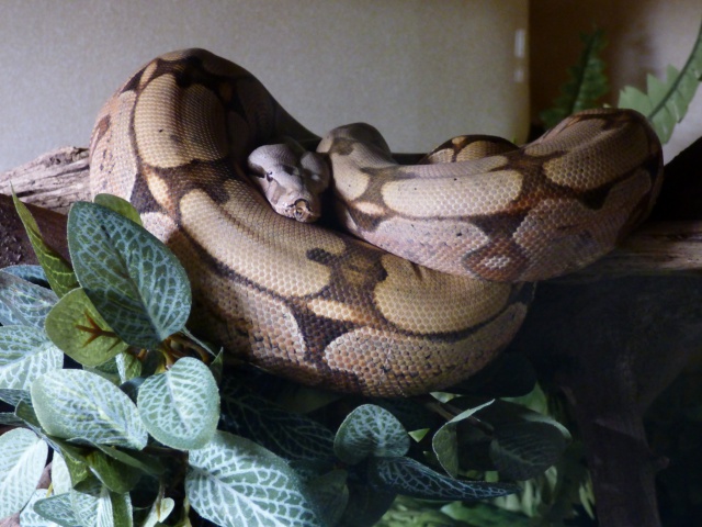 Boa constrictor amarali - Page 3 683837P1020892