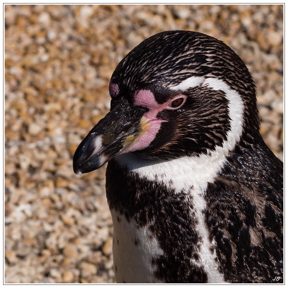 Zoo de Beauval : les oiseaux 684085LR53P3130318