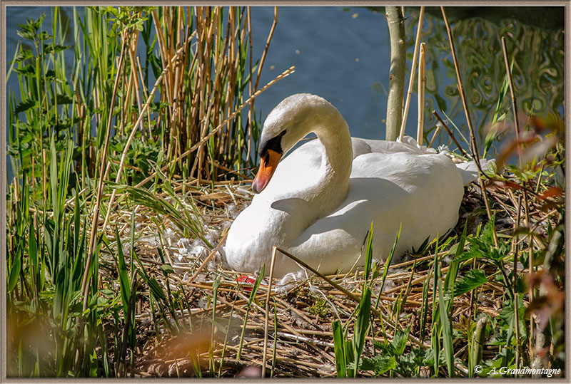 Les photos d'Alamontagne 684303DSC2801b