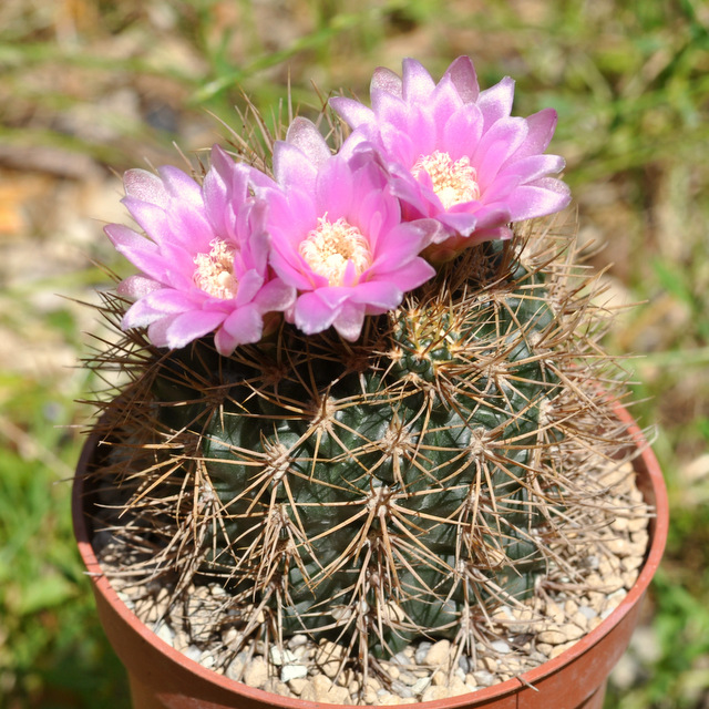 GYMNOCALYCIUM !!! - Page 5 685431neuhuberi120717003