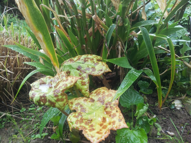 Podophyllum 'spotty dotty' - Page 2 68707720160405122240