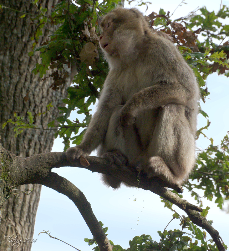 La vallée des singes - Page 4 687253magot2