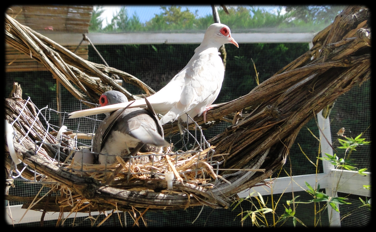 - Un bébé ce matin et de superbes photos (G. cuneata). 687680241