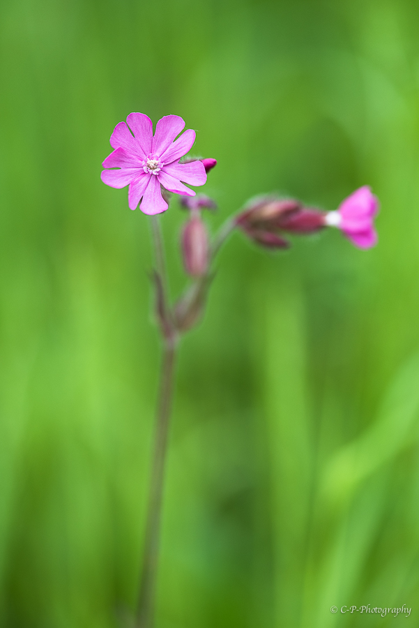 macros du weekend 688223D810156