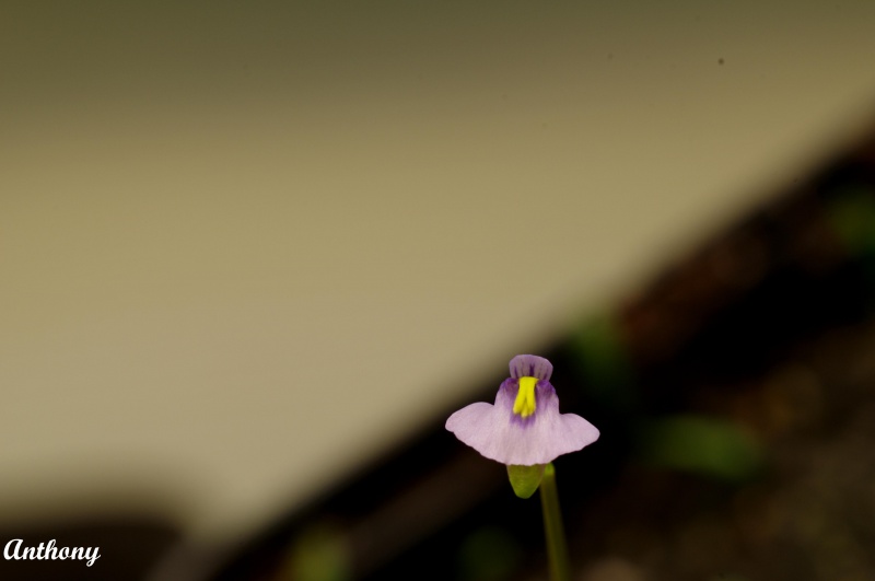 Utricularia Novea Zelandiae 688258IMGP4618