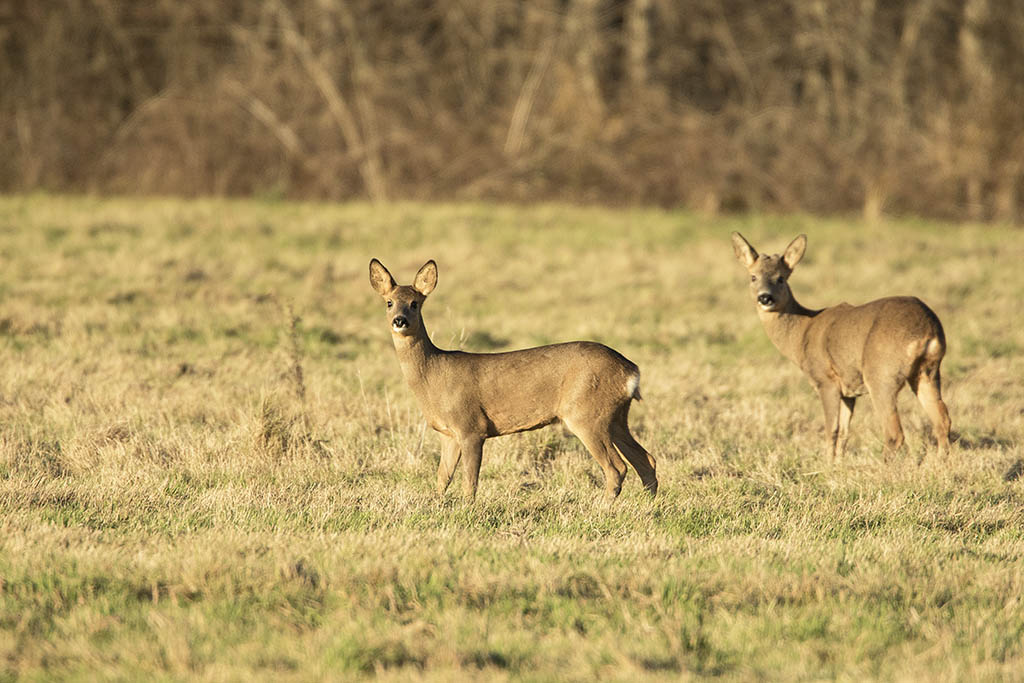 Chevreuil 6895829X2A8348