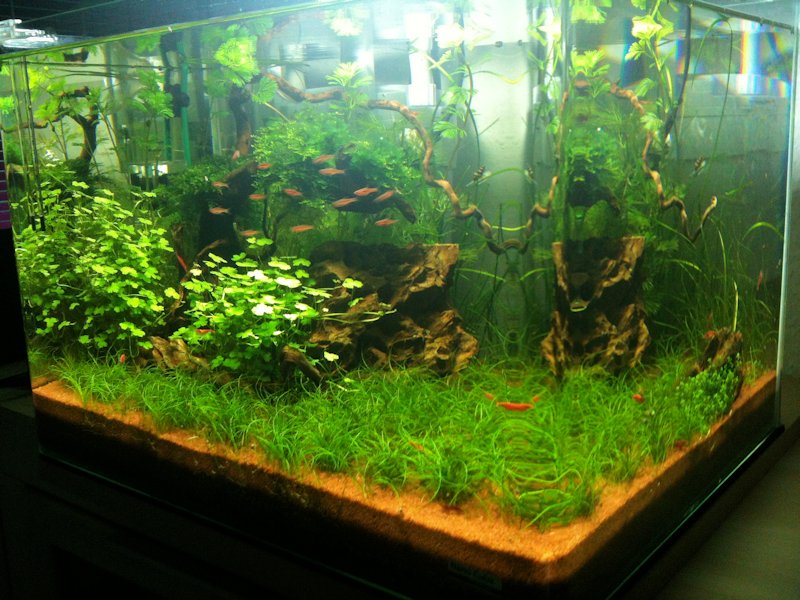 Mon Scaper's Tank 50L Aquascaping - Page 2 690013IMG0385