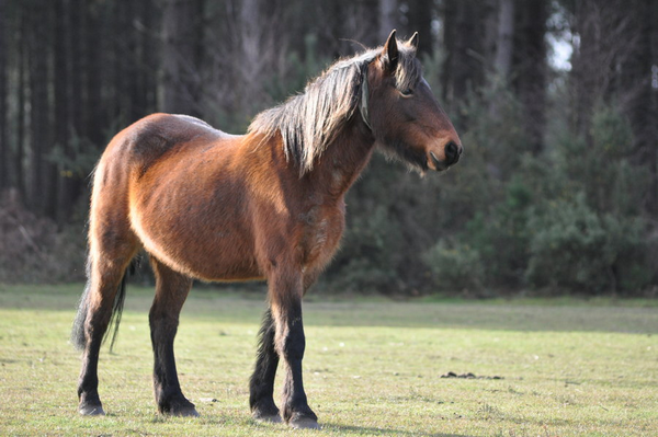 Alone. New Forest ( é ) 690215992