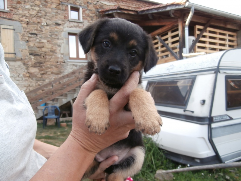 ASIA (chiot femelle croisée terrier) 690502P9061675