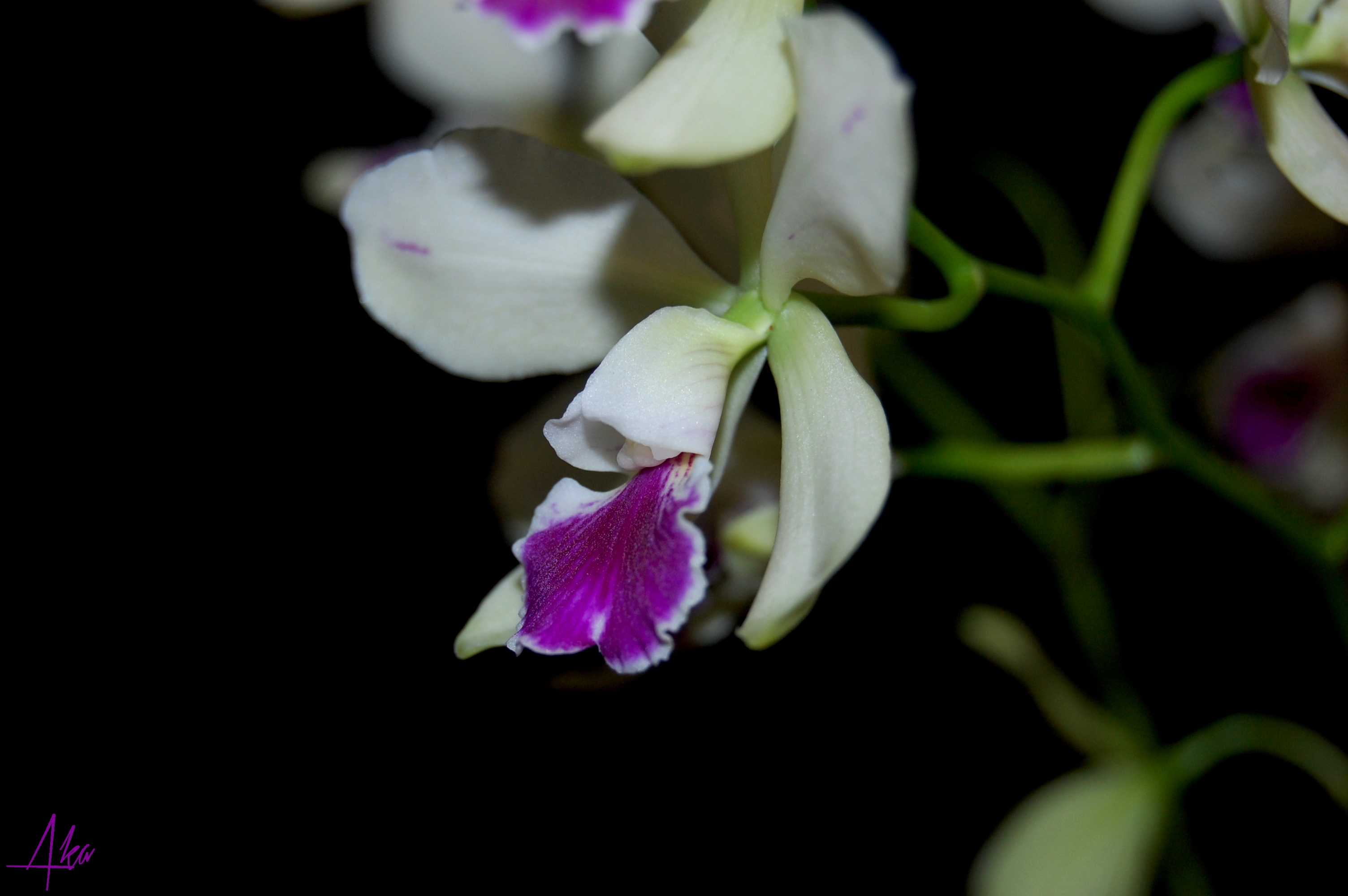 Catyclia El Hatillo (Encyclia tampensis x Cattleya mossiae) 691437myst5