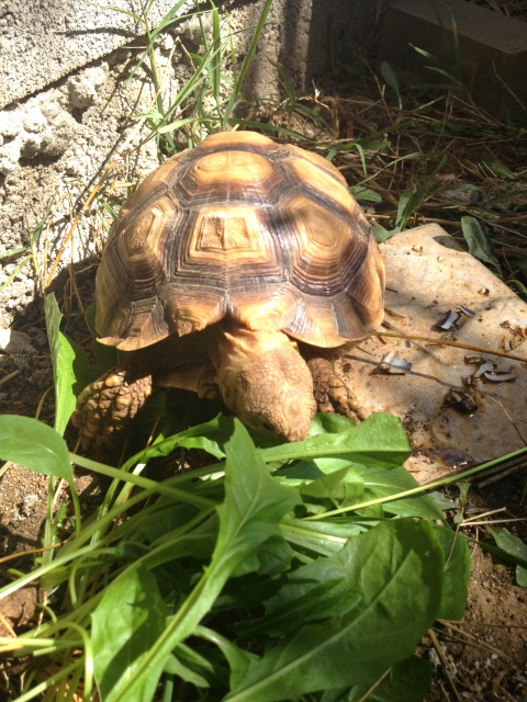 Miam les bonnes plantes  691532CENTROCHELYSSULCATA22SEPTEMBRE2012003