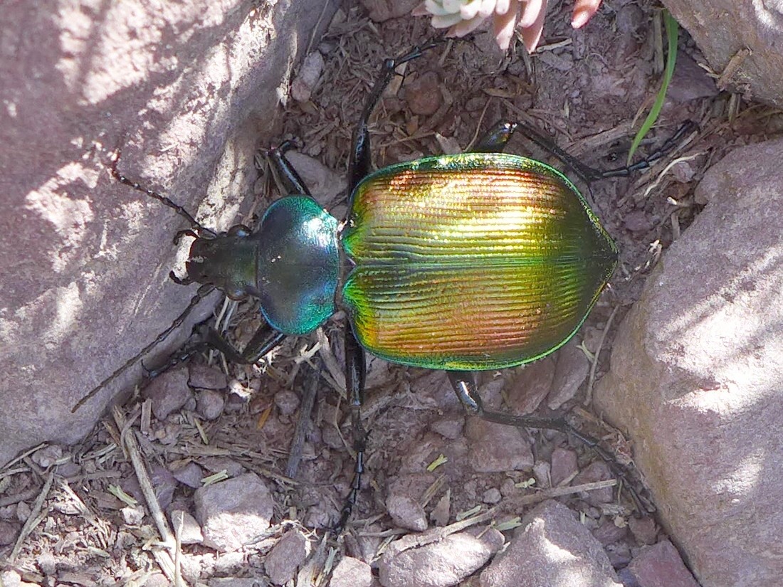 un coléoptère remarquable 691547P1070895JPGBFjpg