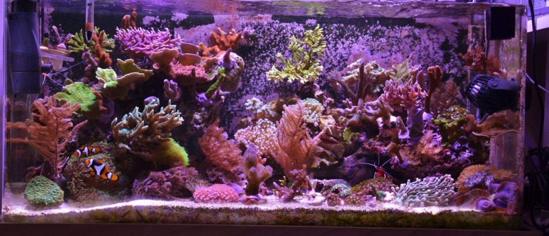 Mon premier aquarium eau de mer - Page 5 69165820150825