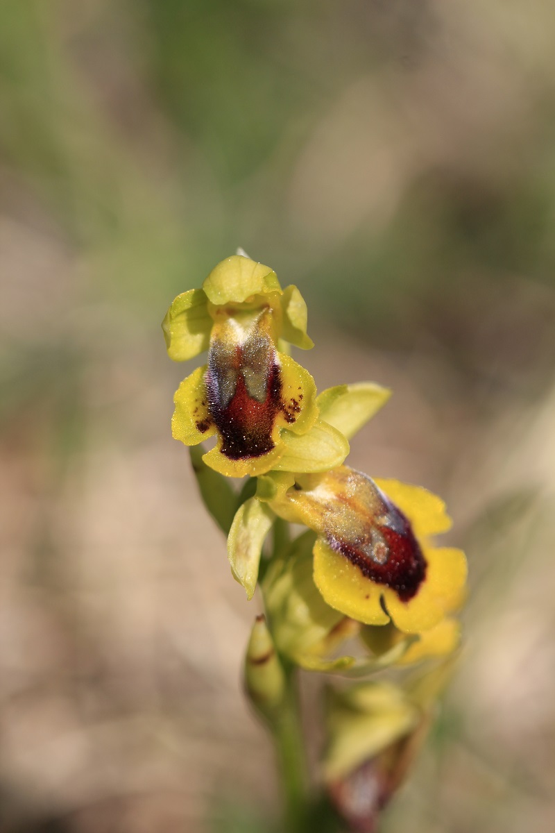Ophrys (Pseudophrys) lutea ( Ophrys jaune ) 692456MG1086