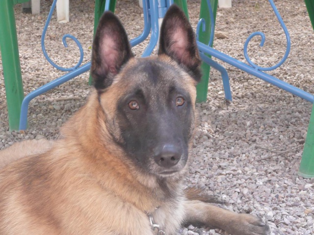 ERTONE type malinois 1 an 692922P1040942