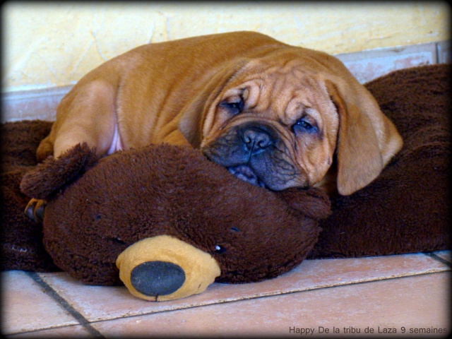 disponible, très joli chiot femelle Dogue de Bordeaux de 2 mois 693324775013392901094136538869204480o