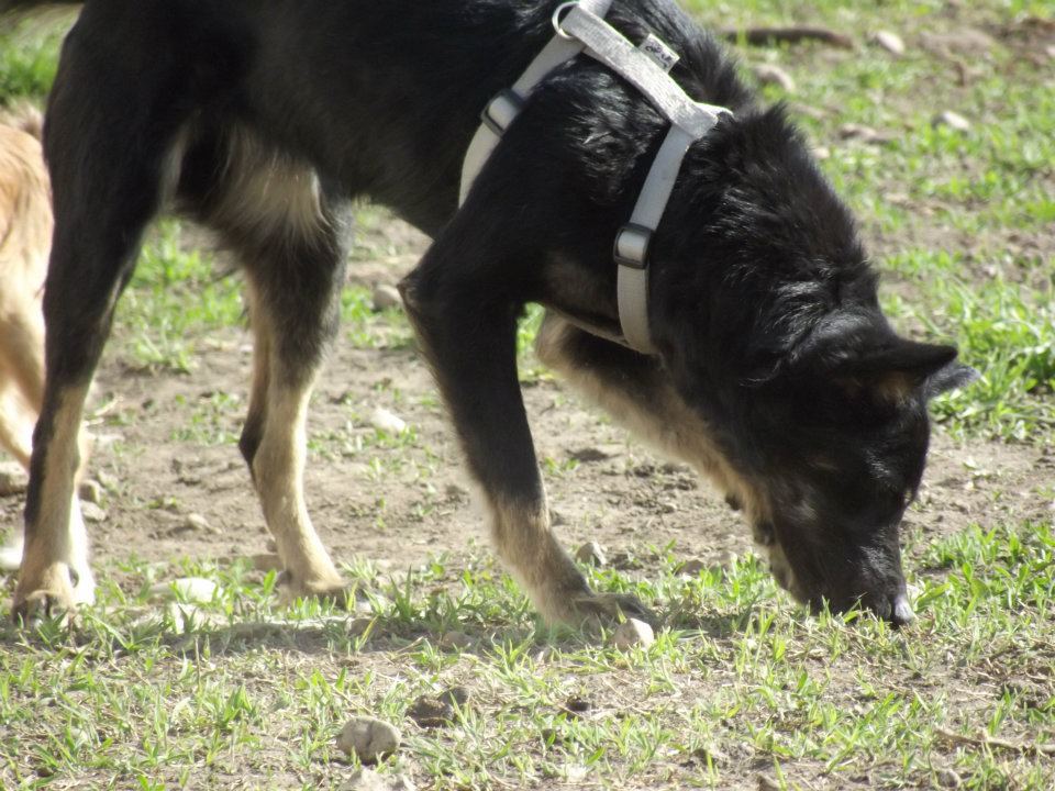 > Mika, un amour de petite chienne, née en mai 2011 - Adoptée 6937335343923418902346853649784176n