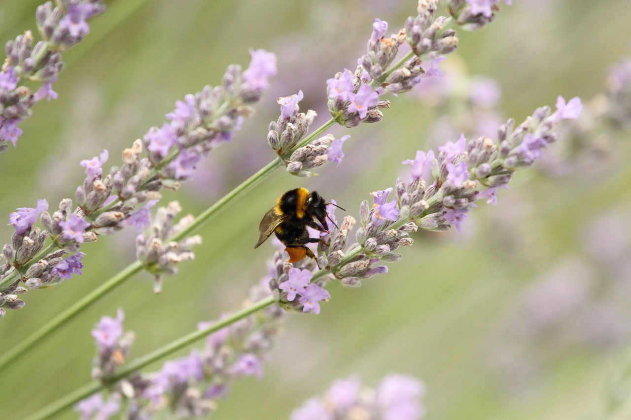 Abeilles en ballade... - Page 3 697194MG8799INSECTE