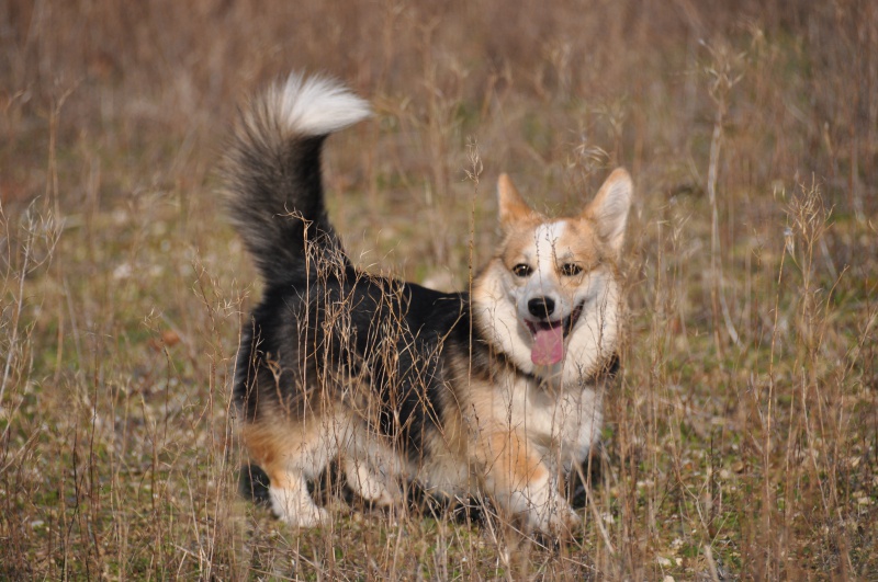 l histoire de mes chiens - L'histoire de mes LOULOUS...... - Page 3 697225DSC9865