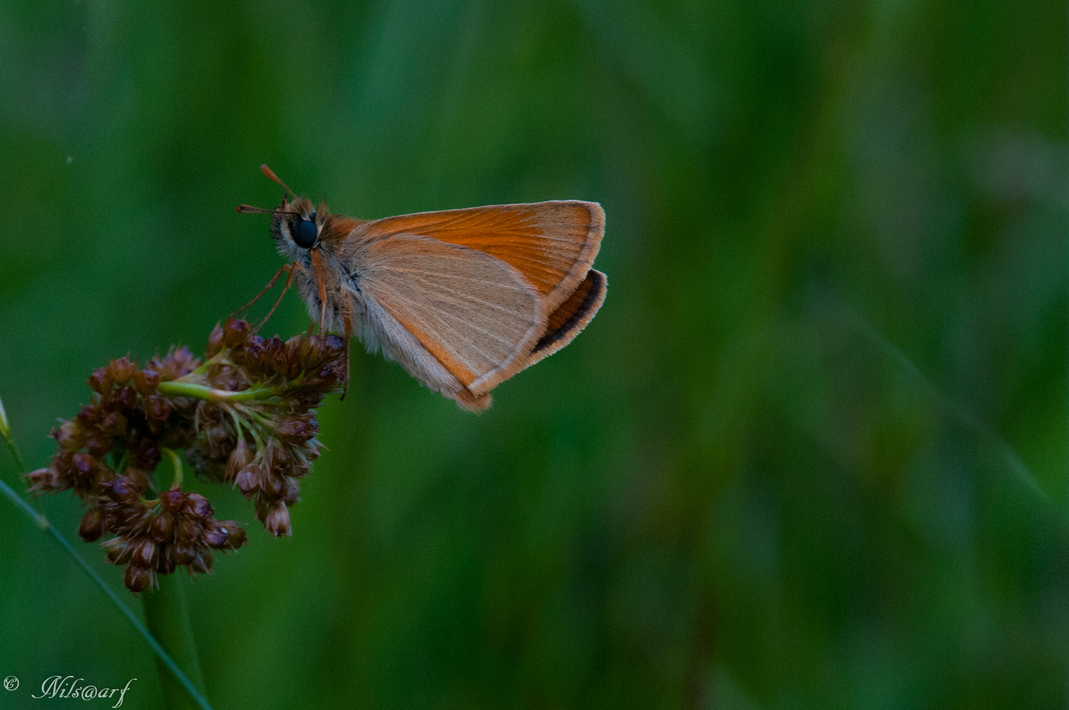 Les insectes des étangs de la Brenne 698192labrenne2016922