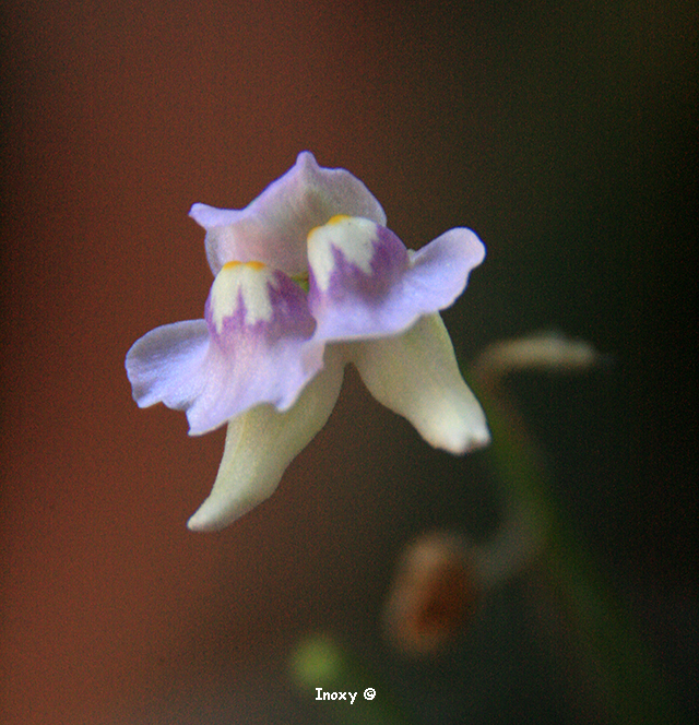 Double Fleur Utricularia Tridentata 698931UtriculaireTridentata250620143640x480