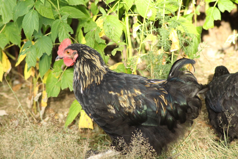 Coq bantam ? Ou un croisement ?  699523IMG2425