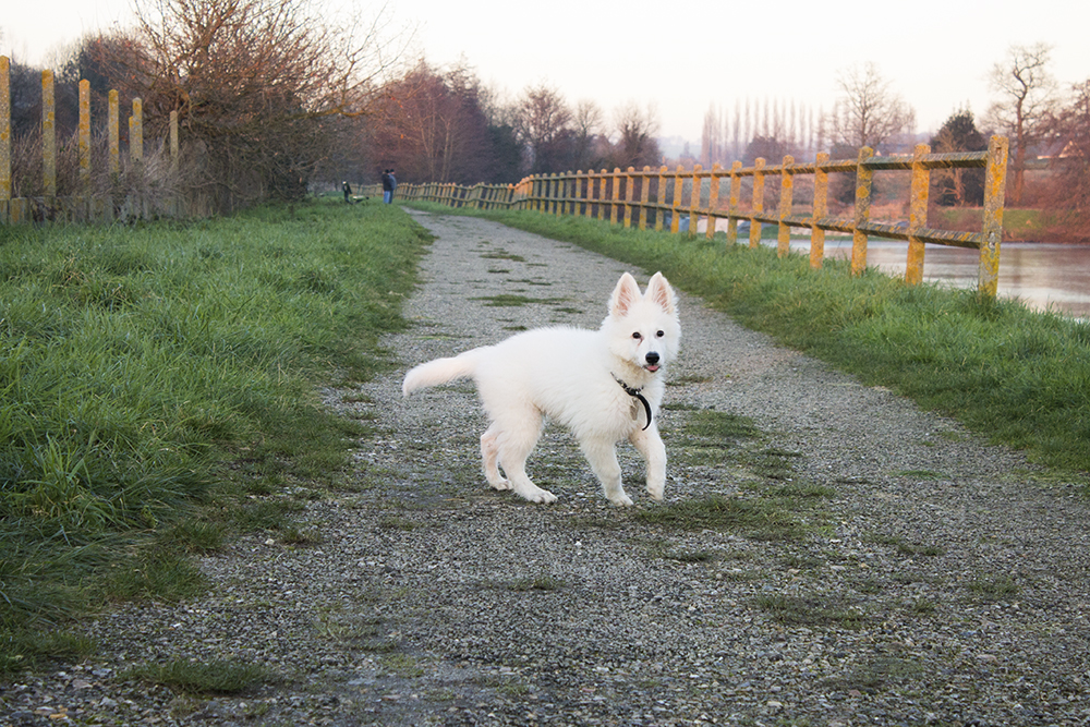 loup - Loki, le loup blanc mi viking mi suisse - Page 13 702731lokichemin2