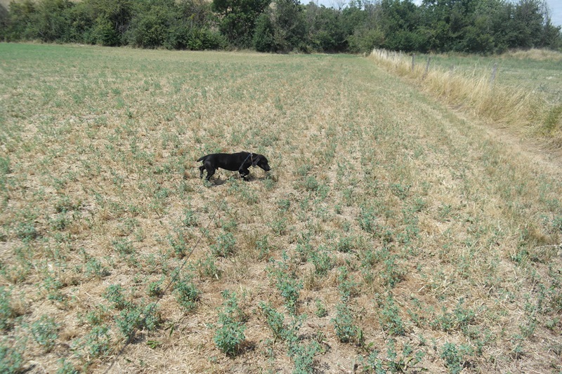 DAFFY (mâle croisé teckel labrador noir) 704683SAM2590