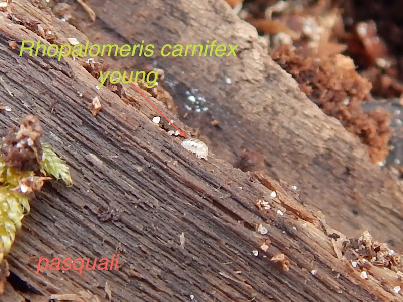 Rhopalomeris carnifex (Glomeridae). 704773RSCN2199