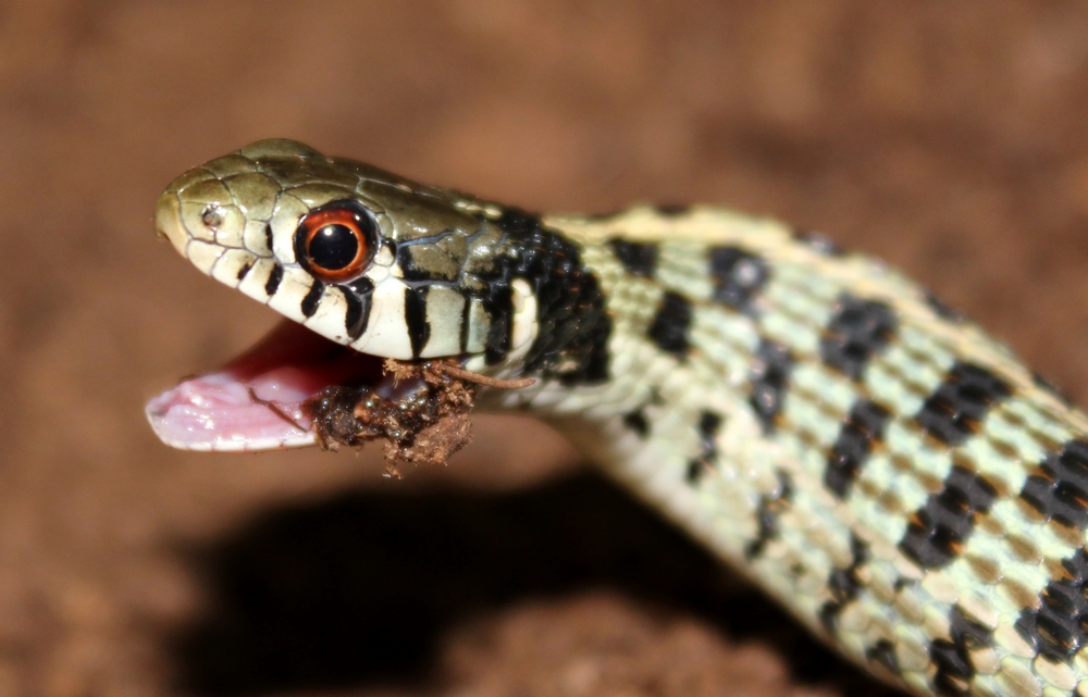 thamnophis marcianus marcianus ....  705452IMG1319r