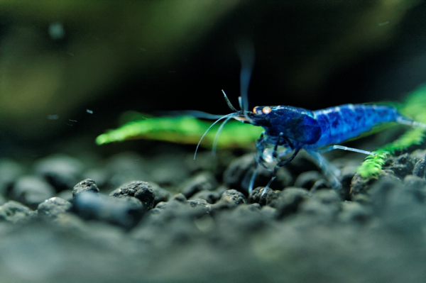 Mes bacs, une passion: l'aquariophilie!! - Page 2 705717IMG2668DxO