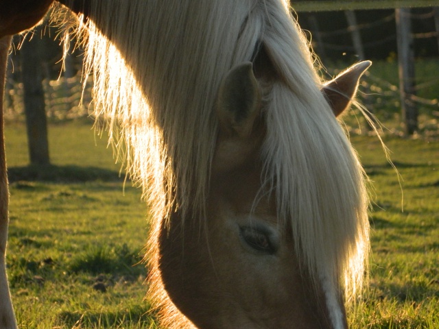 Matt Nath Voilac l'haflinger des Daltons... - Page 7 705924DSCN0024