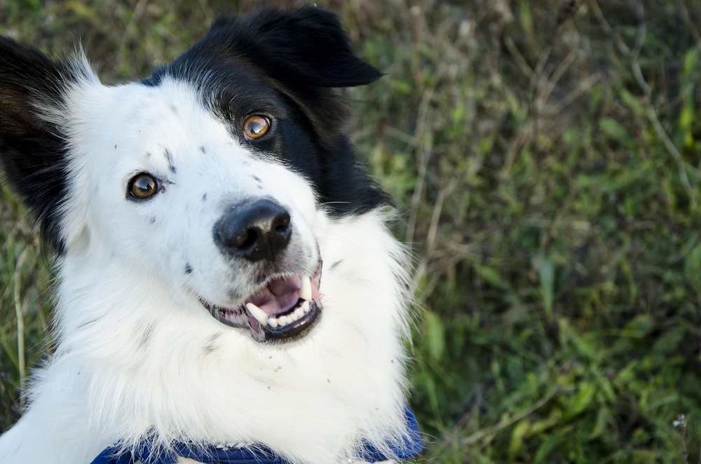 Bandit le cabri et Ivy la chipie (BC) 7078130151