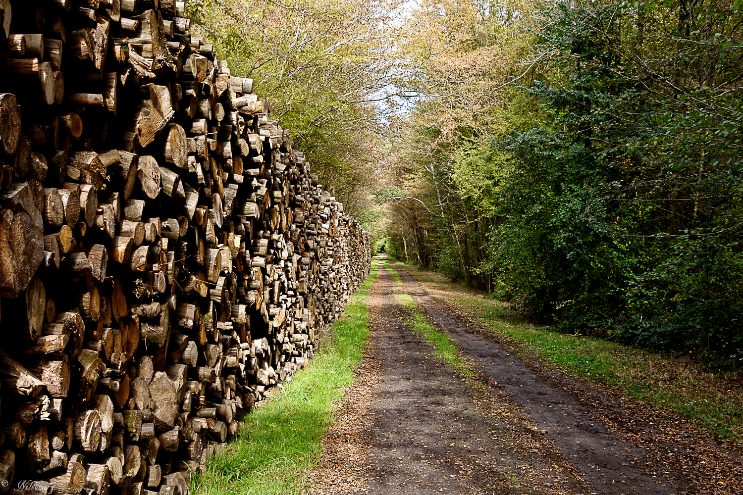 [fil ouvert] la forêt dans tous ses états - Page 7 708045DSC6672DxO