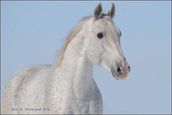 Tom Boy. Hanovrien ( j ) 7094963e8eed36