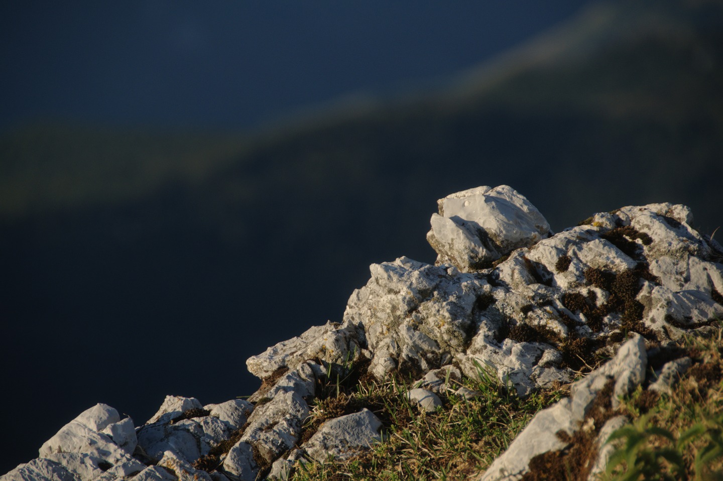 Une vie pyrénéenne de labrit des pyrénées - Page 15 712628gra0530