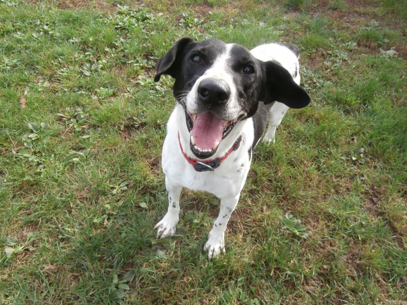 VOLT - x pointer 6 ans  (4 ans de refuge)- Sos Animaux à Le Broc (63) 713170PA151830