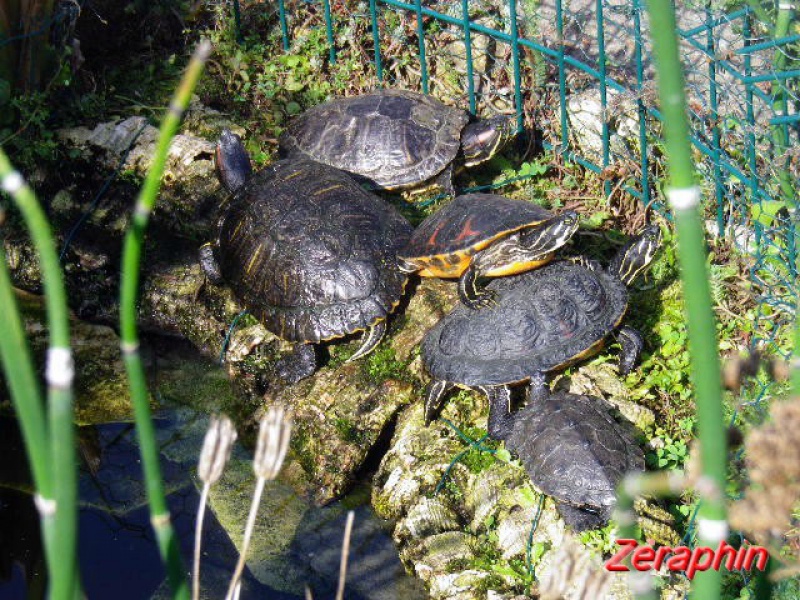 Bassin en tenue d'été et tortues ... - Page 2 71388603octobre20141