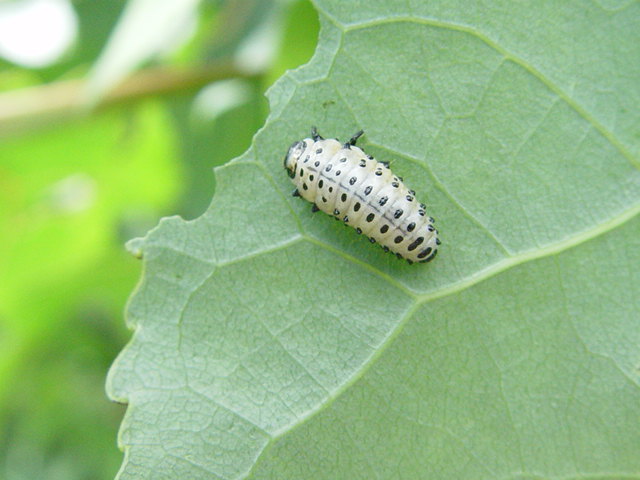 Chrysomela populi 715353larvechrysomle