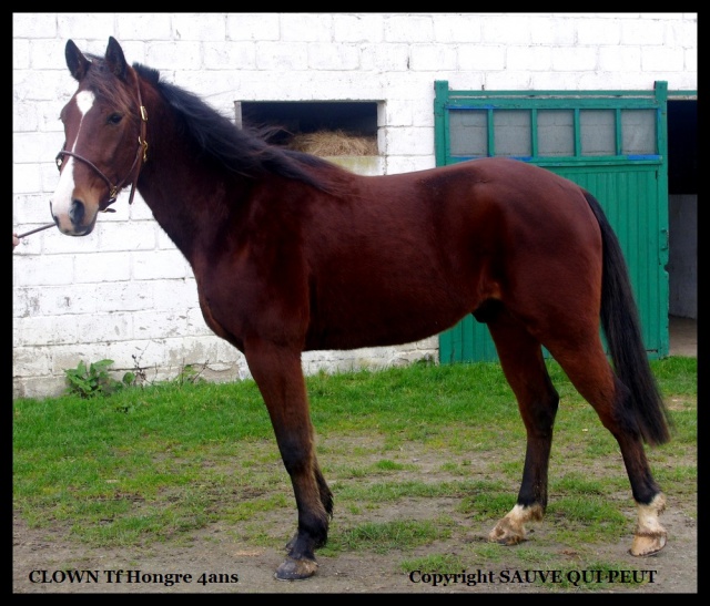 [PLACE ANAIS] CLOWN  Le gentil ...très gentil cheval de famille ! 715847clown1