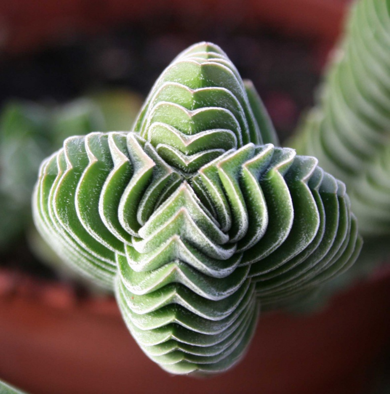 Crassula 'Buddha's Temple' 717072Crassulabouddhastemple