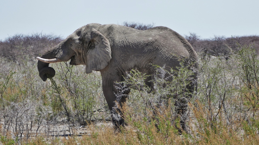 NAMIBIE voyage en groupe du 08/11 au 24/11/2016 - Page 3 717340P1140994