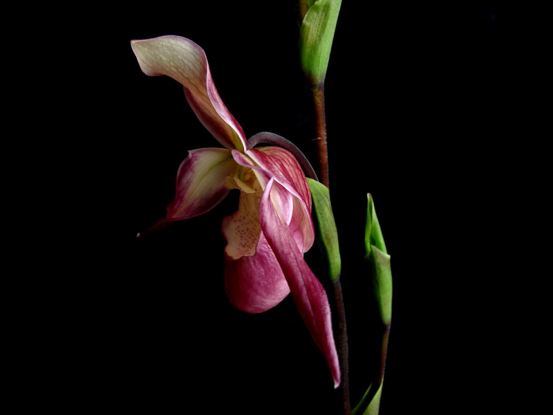 Phragmipedium Calurum (Sedenii x longifolium) 718333calurum02