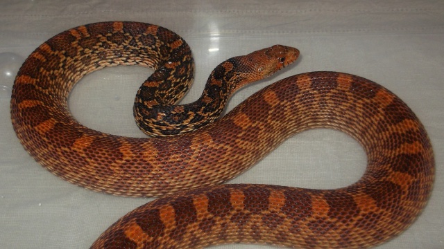 Pituophis c.sayi "kingsville"(Texas) 720126Pituo1