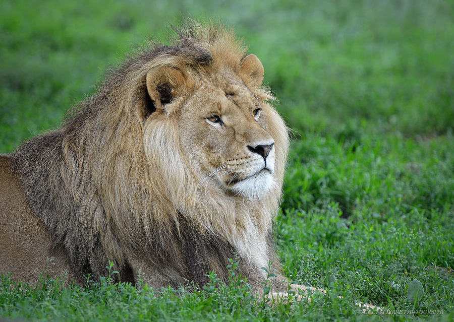 Sortie au Zoo d'Olmen (à côté de Hasselt) le samedi 14 juillet : Les photos - Page 2 720411D4D2714