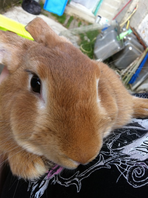 Zimt, lapine fauve de bourgogne, Refuge FREE (Adoptée) 721273IMG5310