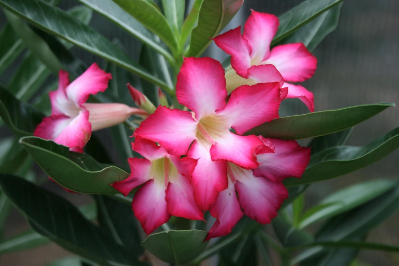 Adenium hybride - Page 2 721423adeniumfleurs