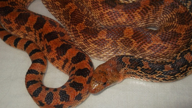 Pituophis c.sayi "kingsville"(Texas) 722076Pituo2